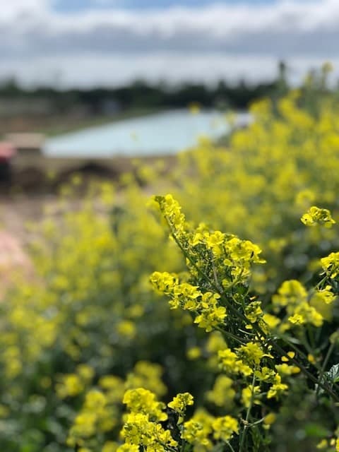 Yellow flowers by outdoor swimming lake